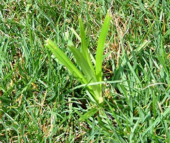 nutsedge weed growing in lawn 