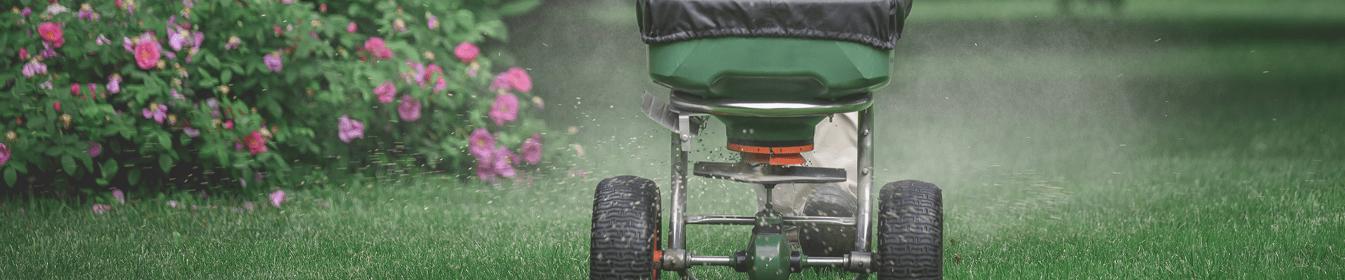 aeration plugs on lawn